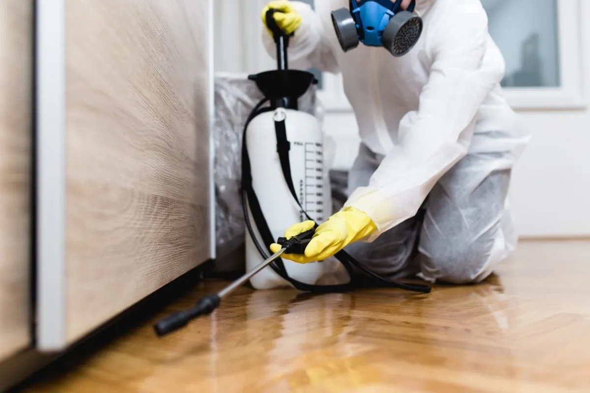Pest Control in Florida Rentals: Who Pays, and When a Landlord Must Act