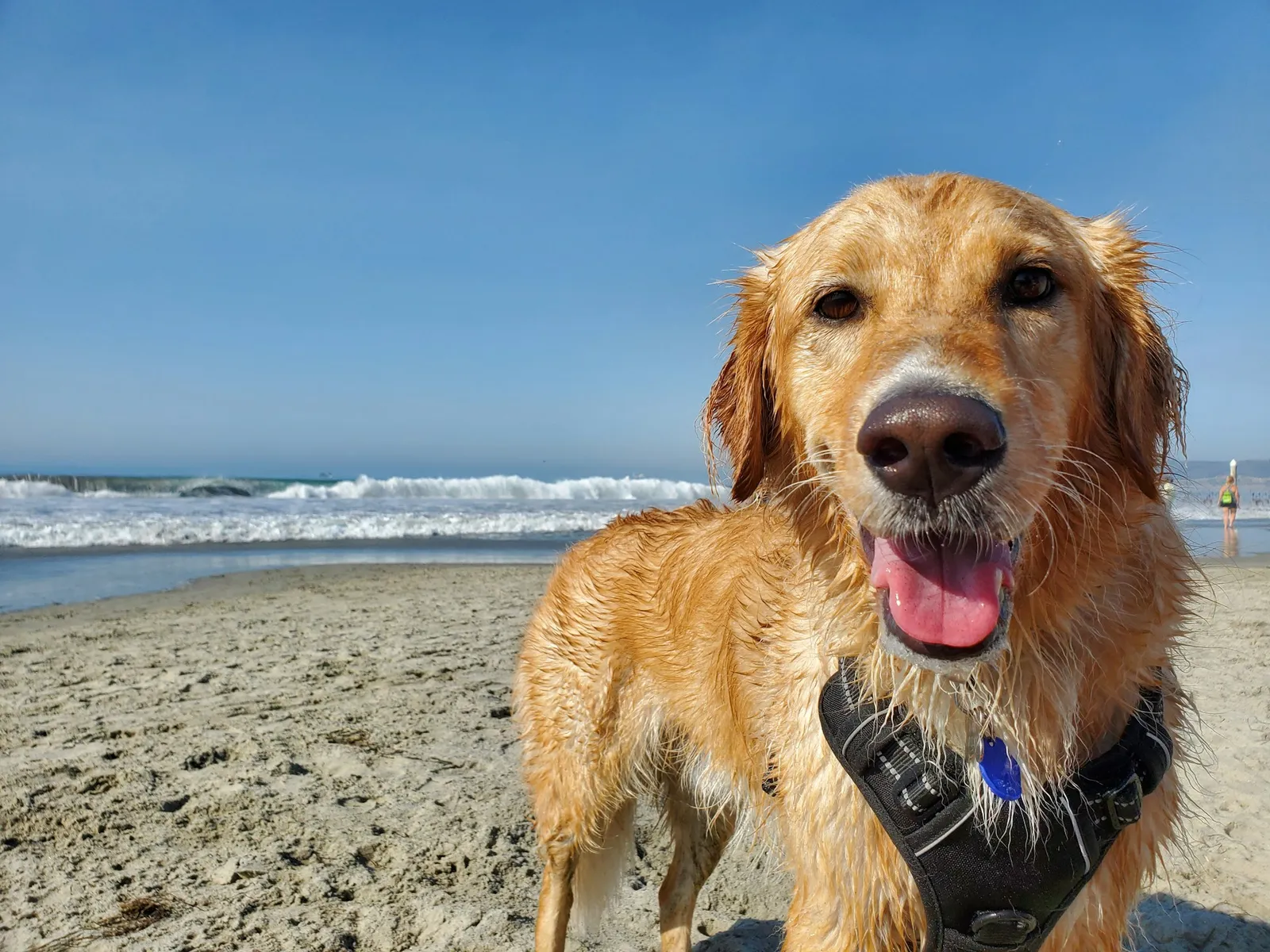 Palm Coast Continues Expanding Dog-Friendly Spaces