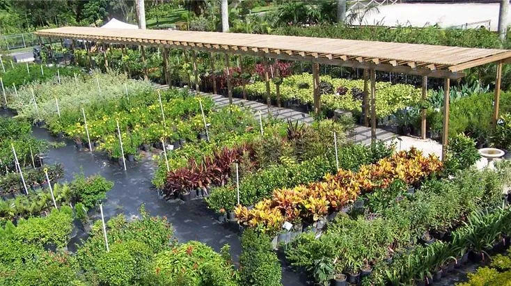 Florida Nursery