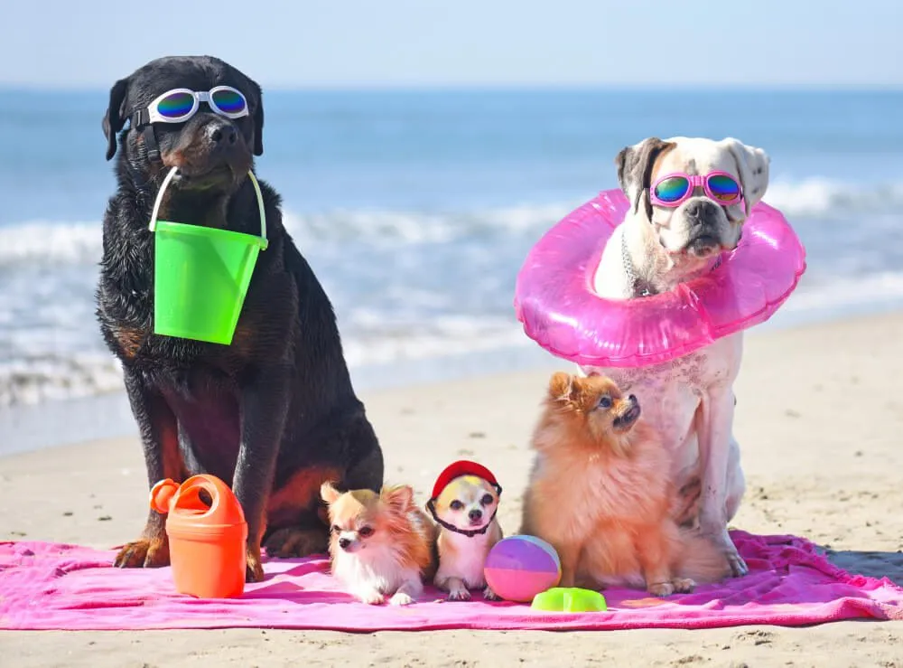 dog-friendly paradise