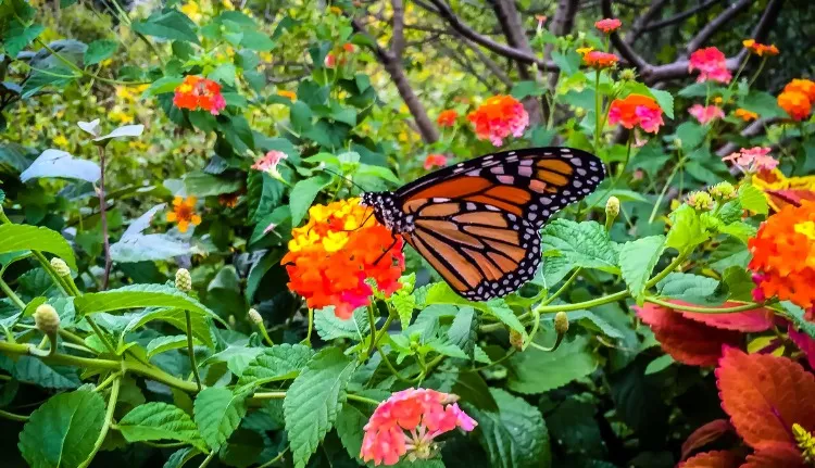 Your Palm Coast Backyard Is Actually a Butterfly Highway