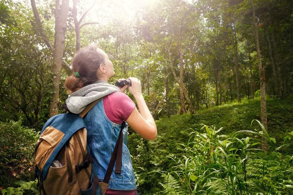 Birdwatching: Discover Over 30 Species at Fern Forest