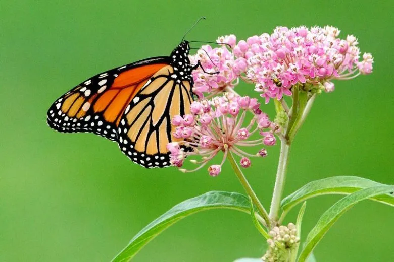 Plant Native Host and Nectar Plants