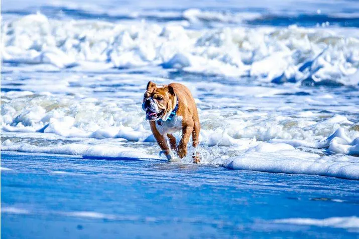 Local Pet Amenities: Making Everyday Life Easier