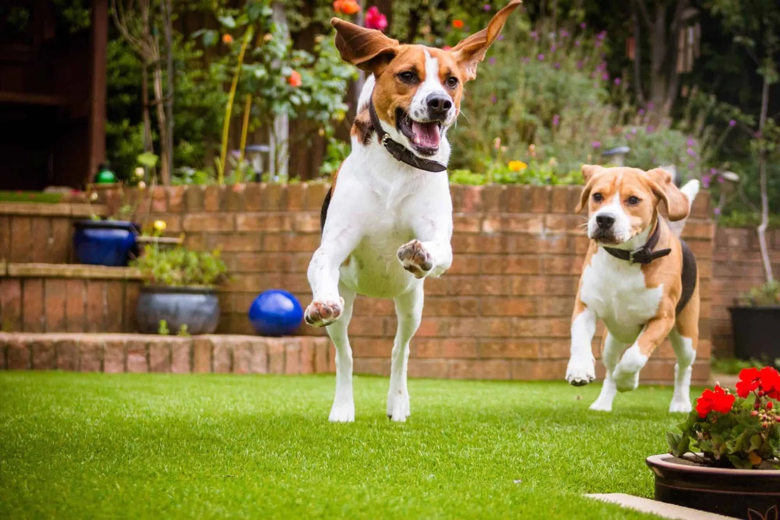Pet-Friendly Yards and Dog Runs