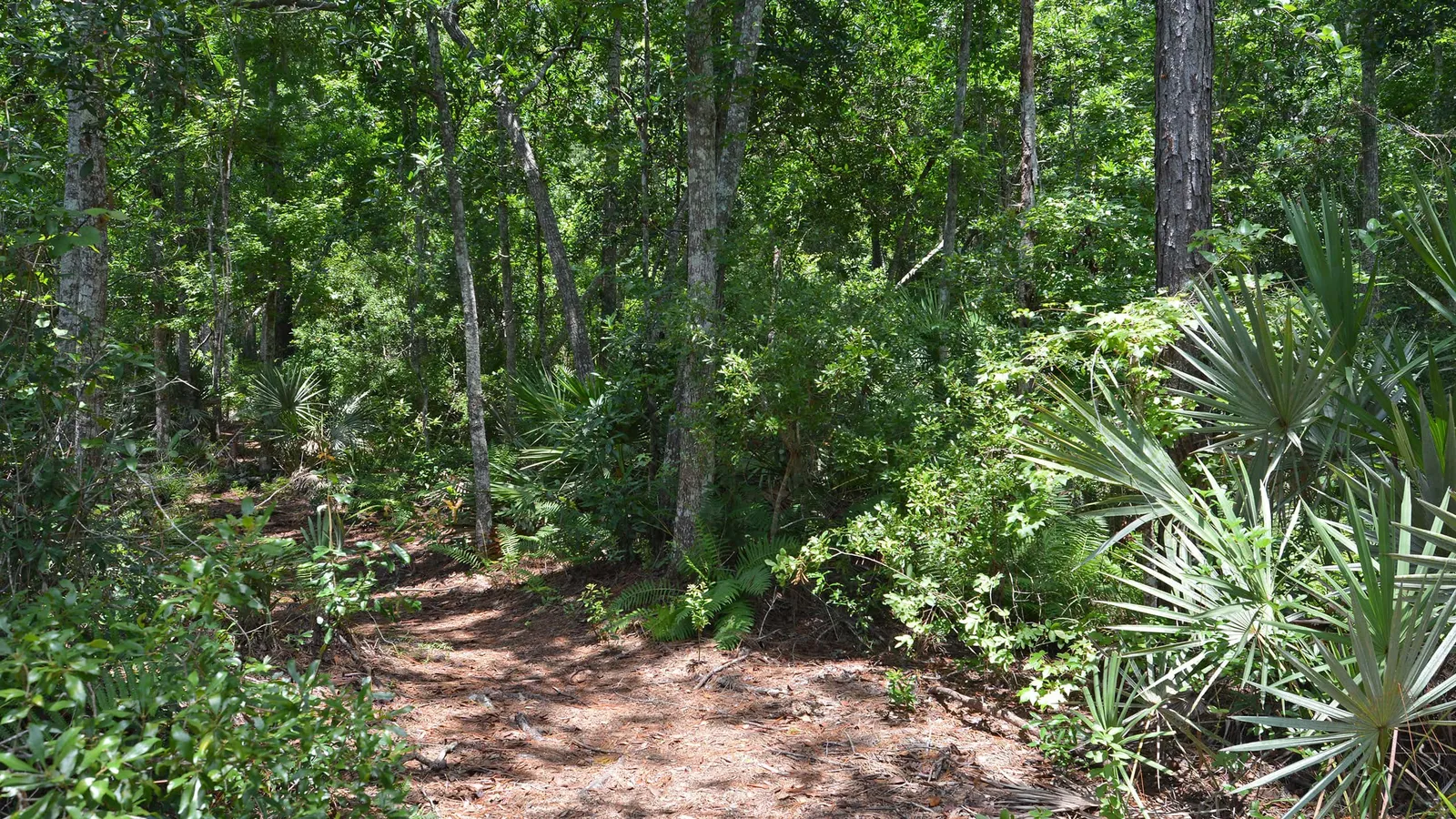 The Best Hiking and Nature Trails in Palm Coast