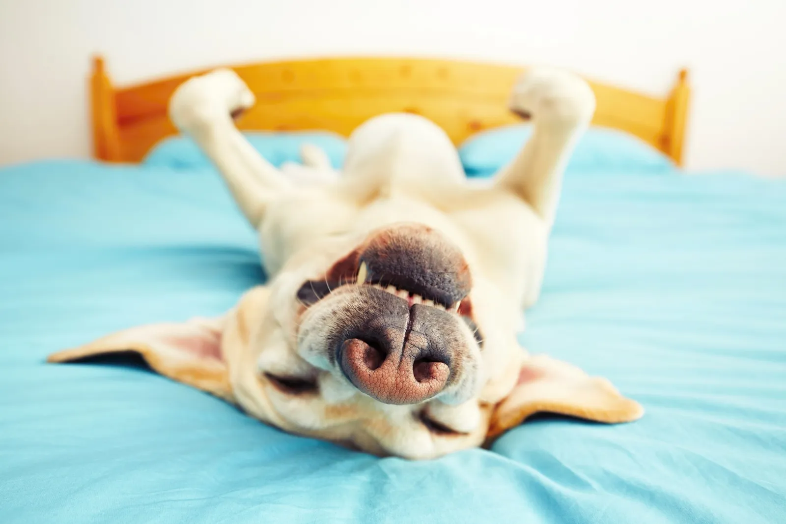 Best Pet Friendly Rental Houses in Deerfield Beach
