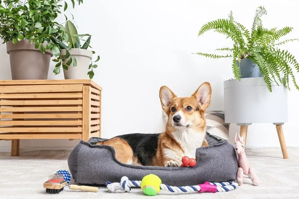Pet preparing