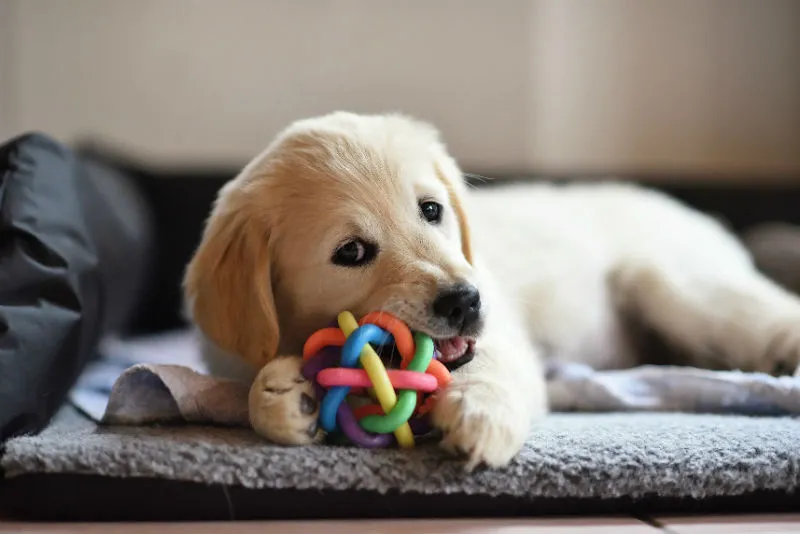 Oasis rentals pet friendly rental houses