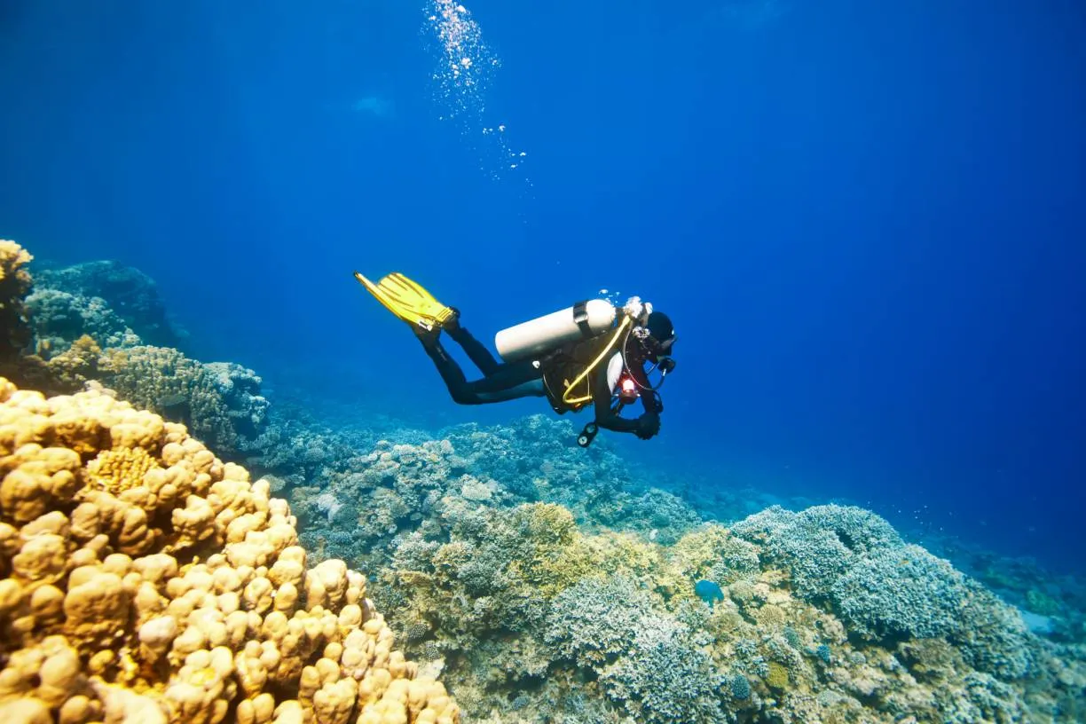 Snorkeling and Diving Excursions: Explore the Underwater World Near Oasis Rentals