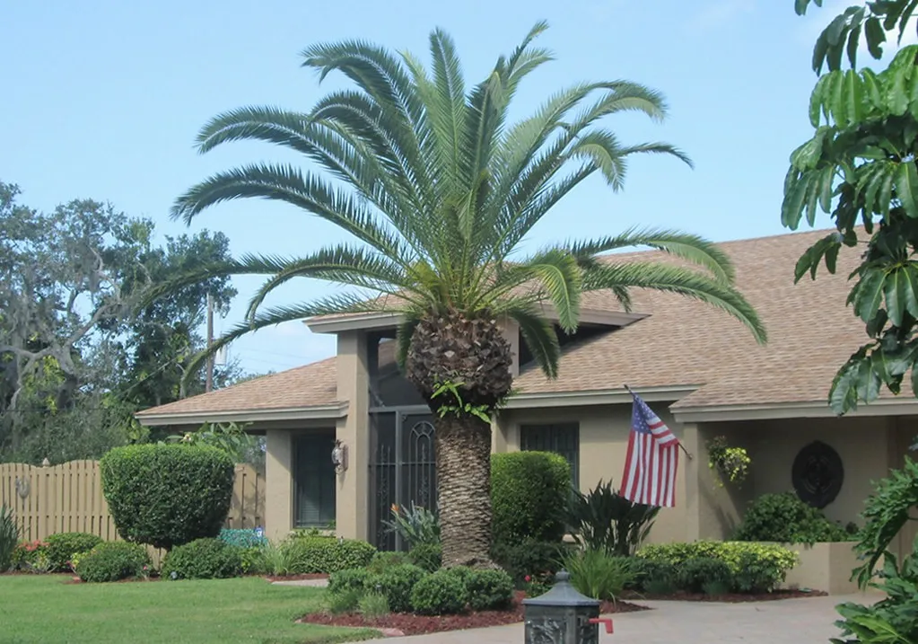 Florida home landscaped with a large pineapple palm